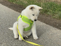 /album/emi-yasu2/3-o-jpg1/